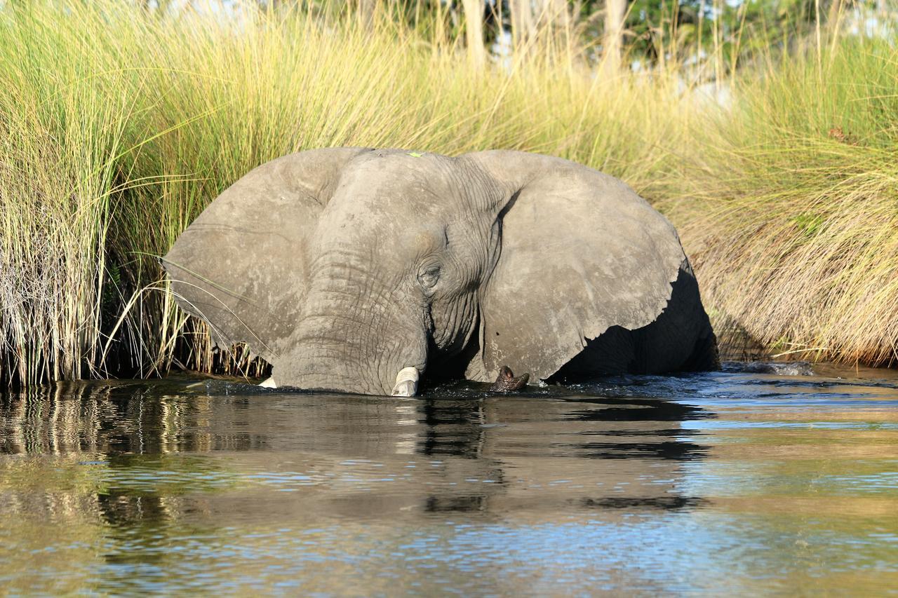 Island Safari Lodge Maun Exteriér fotografie