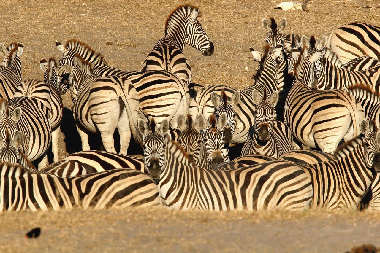 Island Safari Lodge Maun Exteriér fotografie