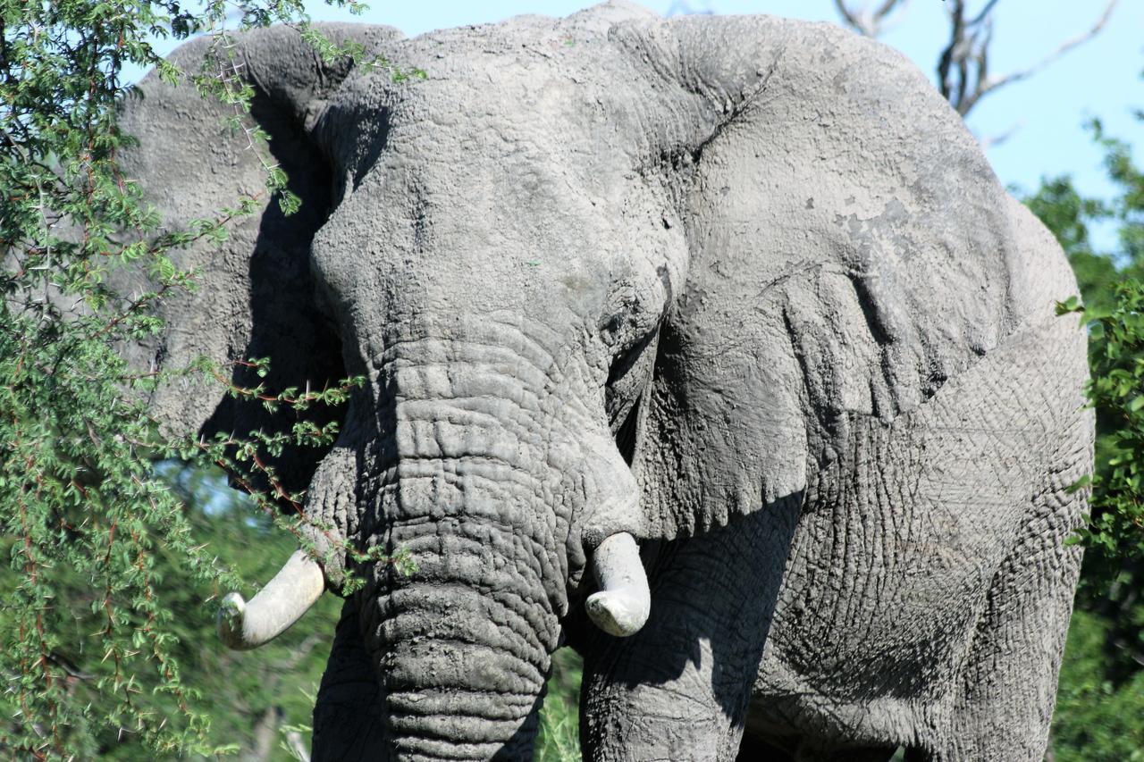 Island Safari Lodge Maun Pokoj fotografie