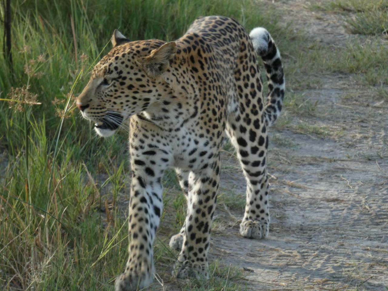 Island Safari Lodge Maun Exteriér fotografie