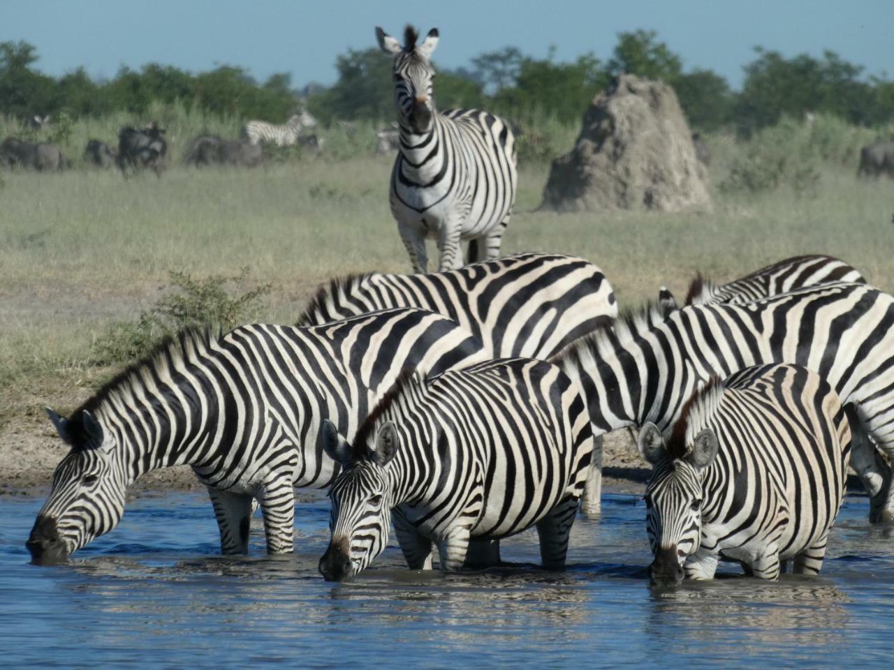 Island Safari Lodge Maun Exteriér fotografie